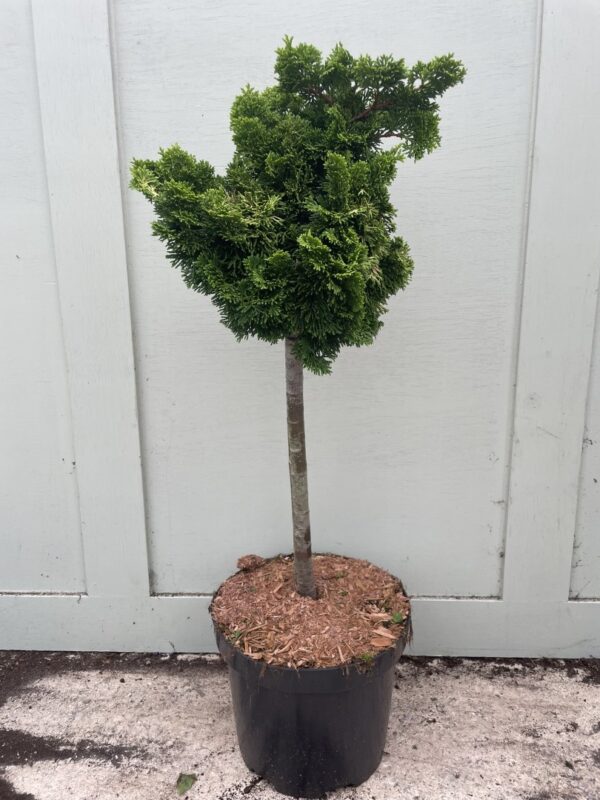 Hinoki cypress 'Nana Aurea' Lollypop 60/80cm (7.5L)