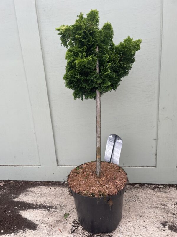 Hinoki cypress 'Nana Aurea' Lollypop 60/80cm (7.5L) - Image 4