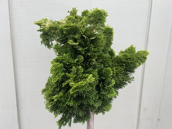 Hinoki cypress 'Nana Aurea' Lollypop 60/80cm (7.5L) - Image 3