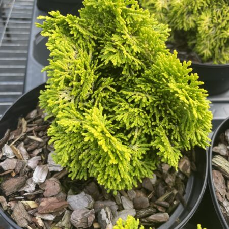 Hinoki Cypress 'Nana Lutea' (2L)