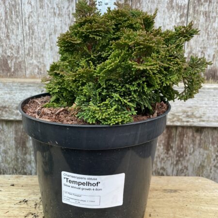Hinoki Cypress 'Tempelhof'