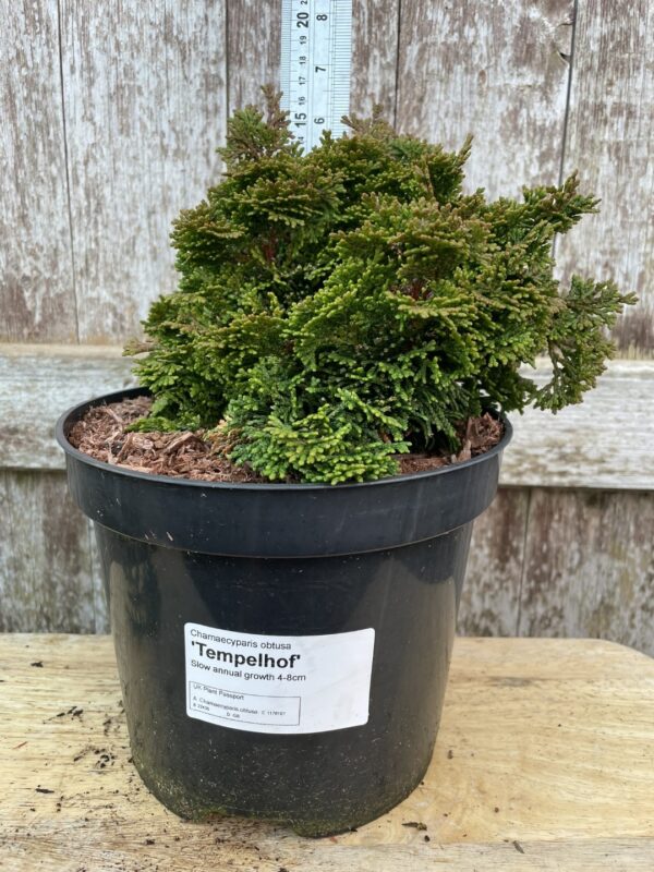 Hinoki Cypress 'Tempelhof' (3L)