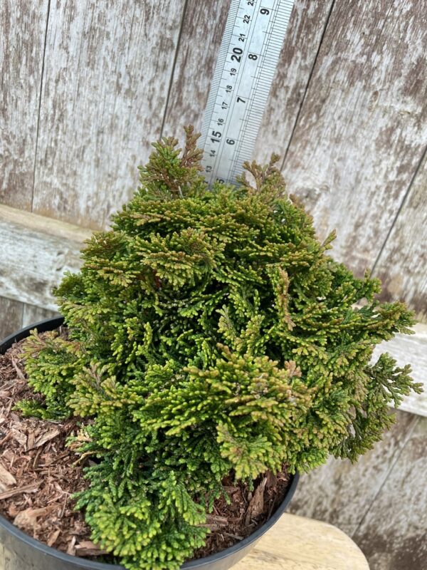 Hinoki Cypress 'Tempelhof' (3L) - Image 2