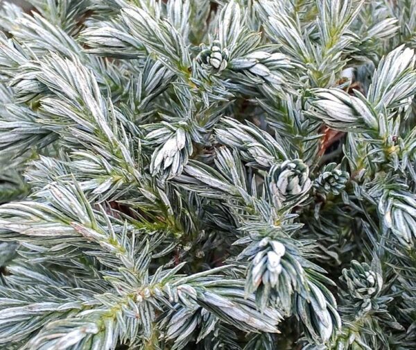 Chamaecyparis pisifera 'Blue Moon'