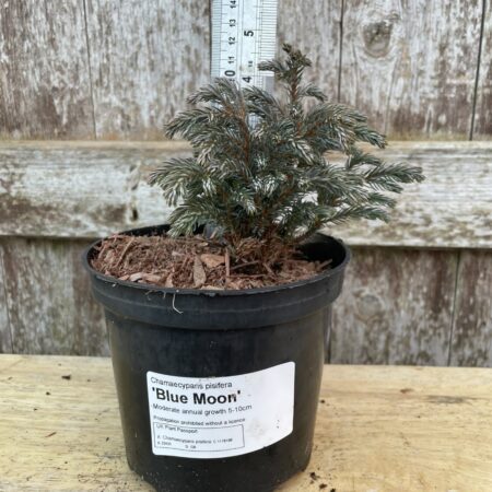 Chamaecyparis pisifera ‘Blue Moon’