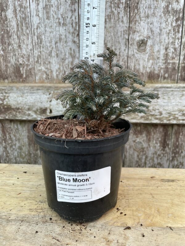 Sawara Cypress 'Blue Moon' 10/20cm (1L)