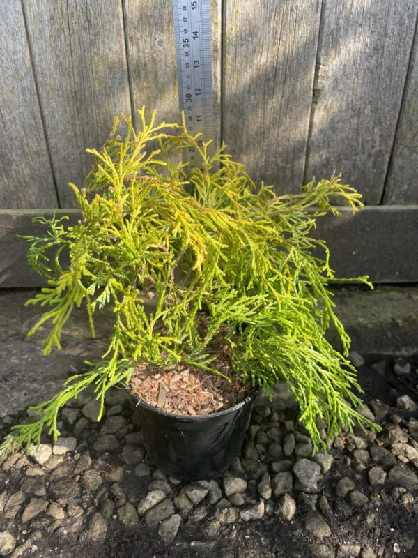 Sawara Cypress 'Filifera Aurea' (1L) - Image 3