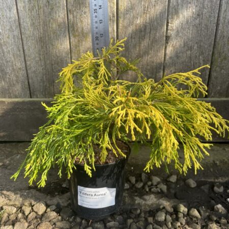 Sawara Cypress 'Filifera Aurea'