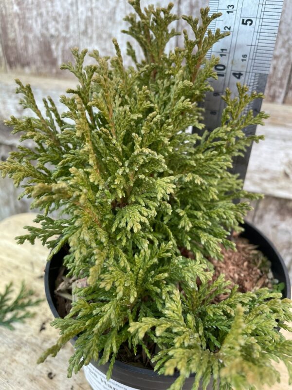 Sawara Cypress 'Filip's Happy Day' 10/20cm (1L) - Image 2