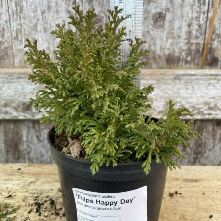 Sawara Cypress 'Filip's Happy Day'