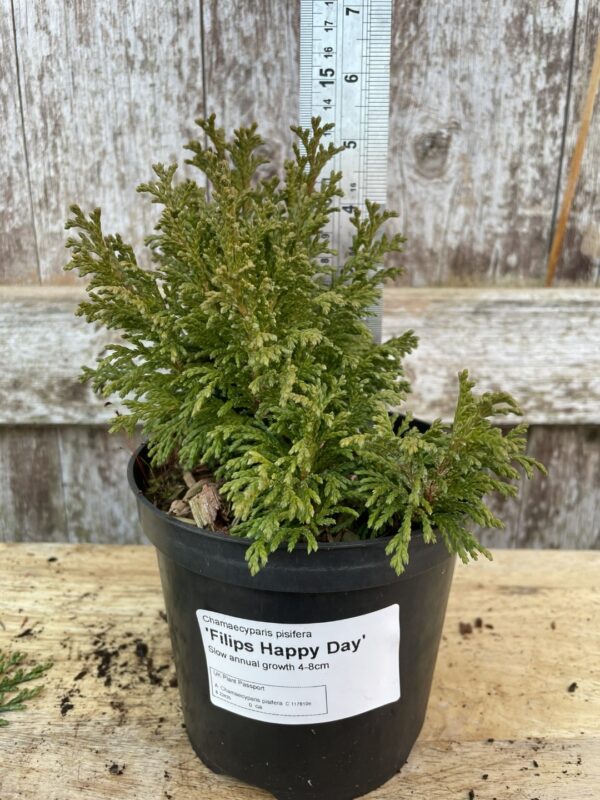 Sawara Cypress 'Filip's Happy Day' 10/20cm (1L)