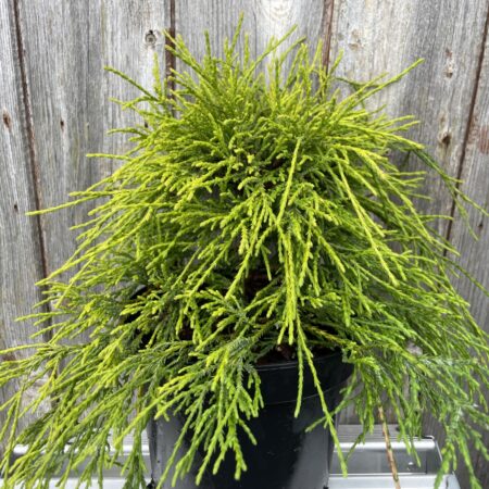 Sawara cypress 'Sungold'