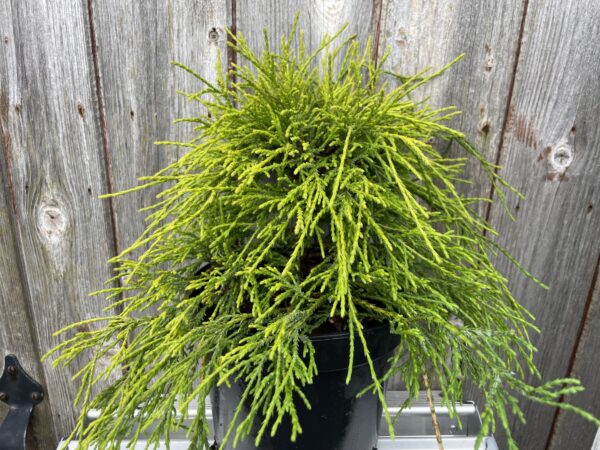 Sawara cypress 'Sungold' 20/40cm (2L)