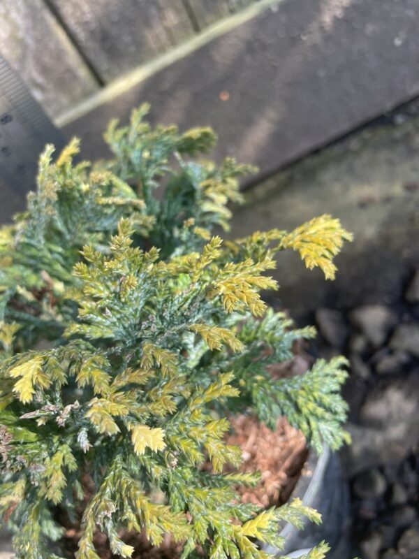 Sawara Cypress 'Nana Aureovariegata' (1L) - Image 3