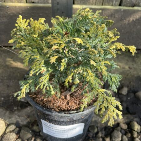 Sawara Cypress 'Nana Aureovariegata'