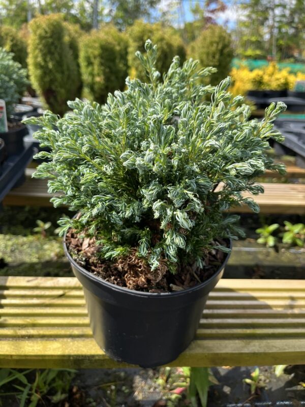 Chamaecyparis pisifera - Sawara Cypress 'Boulevard'