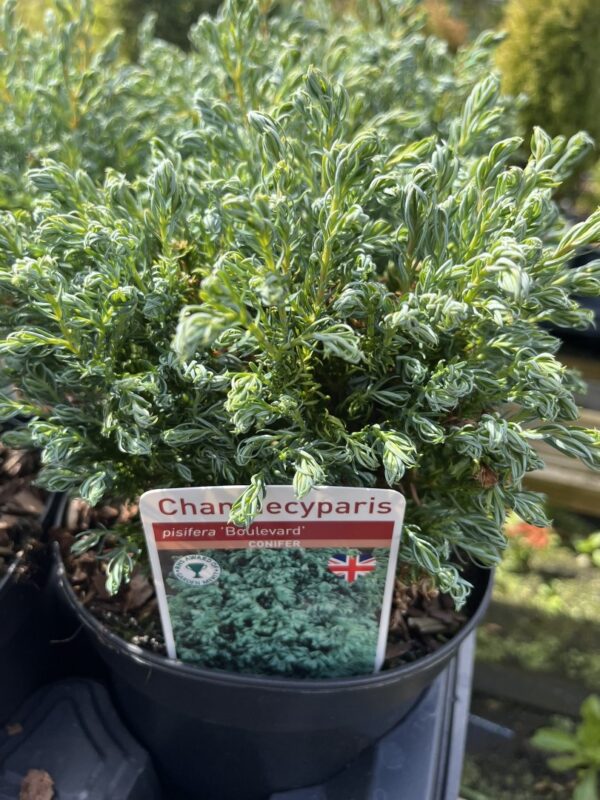 Chamaecyparis pisifera - Sawara Cypress 'Boulevard'