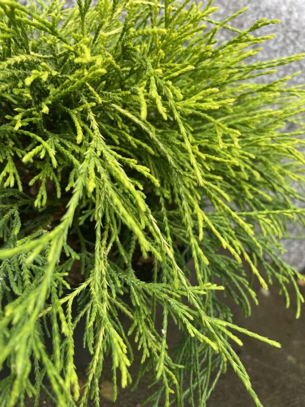 Sawara cypress 'Sungold' 20/40cm (5L) - Image 3