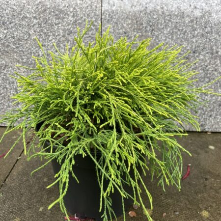 Chamaecyparis pisifera Sawara cypress ‘Sungold’