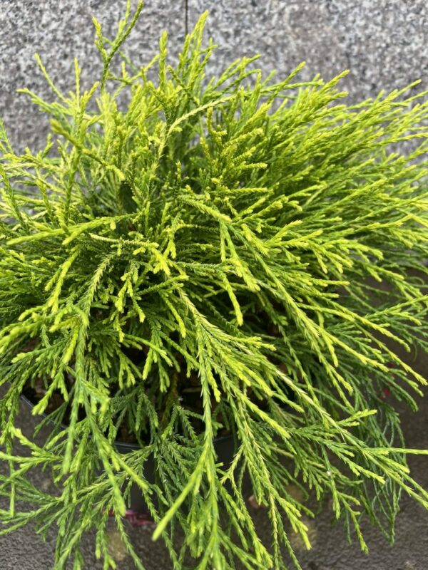 Sawara cypress 'Sungold' 20/40cm (5L) - Image 4
