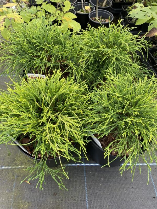 Sawara cypress 'Sungold' 20/40cm (5L) - Image 5