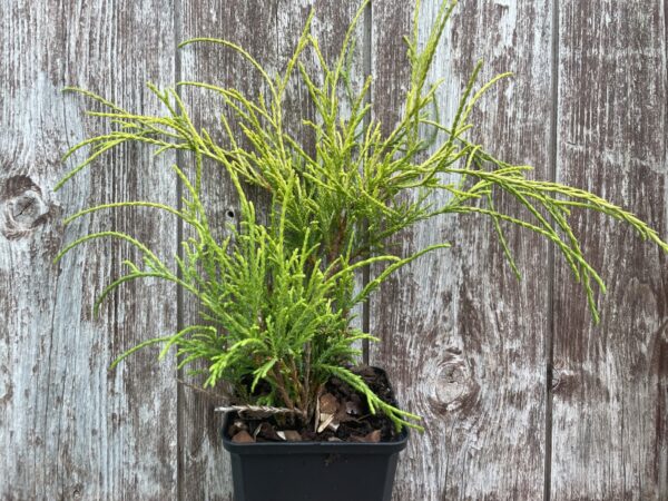 Sawara cypress 'Sungold' (P9)