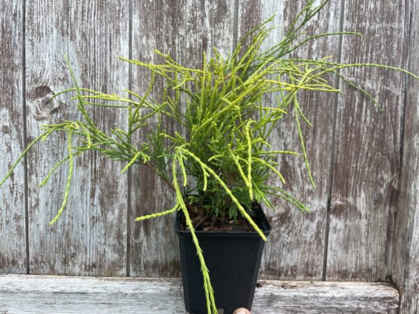 Sawara cypress 'Sungold' (P9) - Image 2