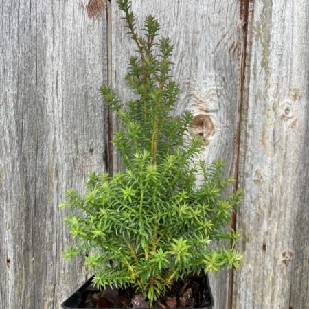 Southern White Cedar 'Rubicon' (P9)