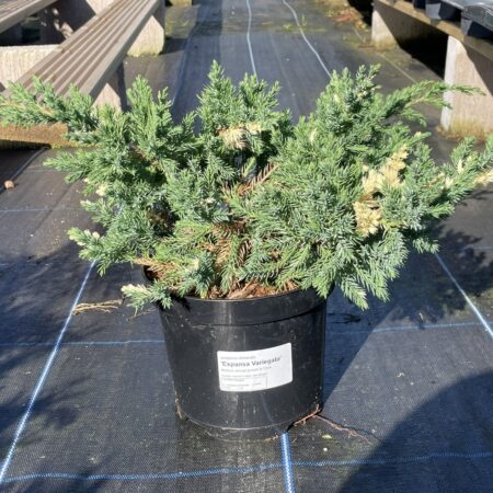 Chinese Juniper ‘Expansa Variegata’