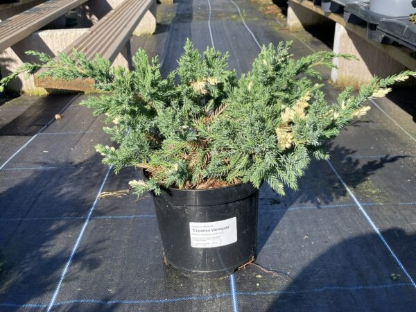 Chinese Juniper 'Expansa Variegata' (3L)