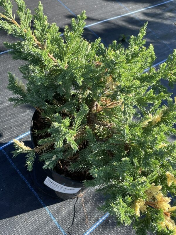 Chinese Juniper 'Expansa Variegata' (3L) - Image 2