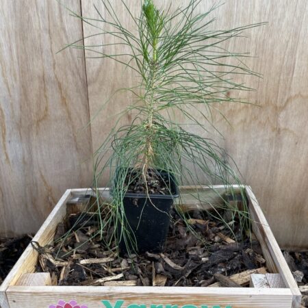 Chinese Red Pine Pinus massoniana