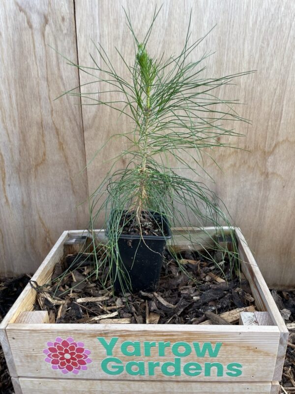 Chinese Red Pine Bonsai (P9)