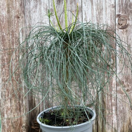 Chinese White Pine