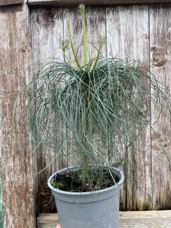Chinese White Pine 20/40cm (2L)