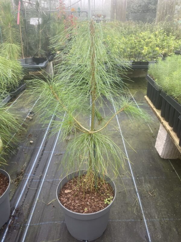 Chinese White Pine 40/60cm (5L) - Image 4