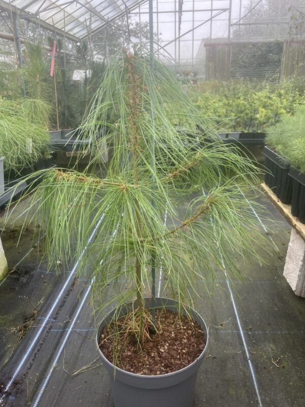 Chinese White Pine 40/60cm (5L) - Image 5