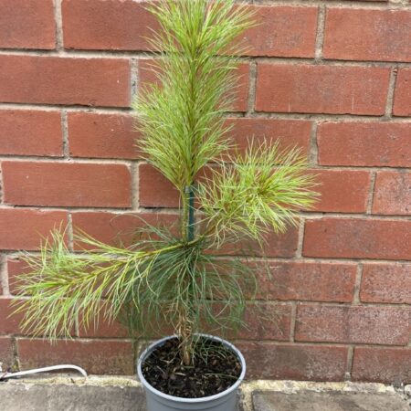 Pinus armandii Chinese White Pine 40/60cm