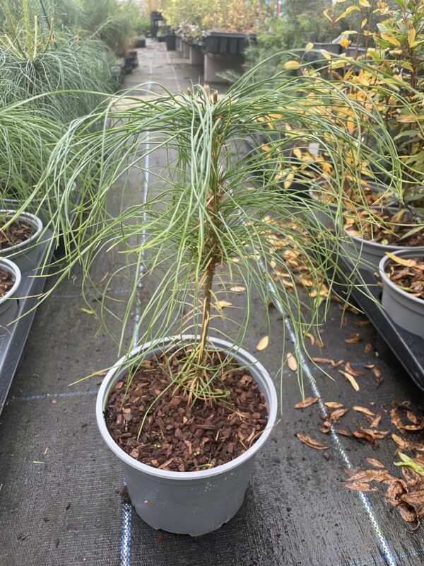 Chinese White Pine 20/40cm (2L) - Image 3
