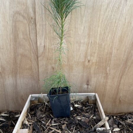 Chinese White Pine Bonsai (10/20cm) (P9)