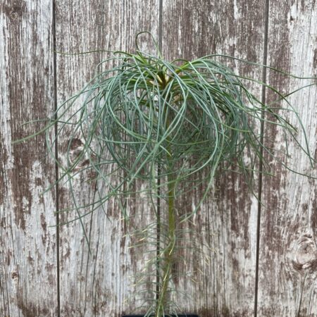 Chinese White Pine (P9T)