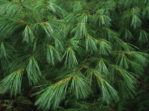 Chinese White Pine Bonsai (10/20cm) (P9) - Image 3