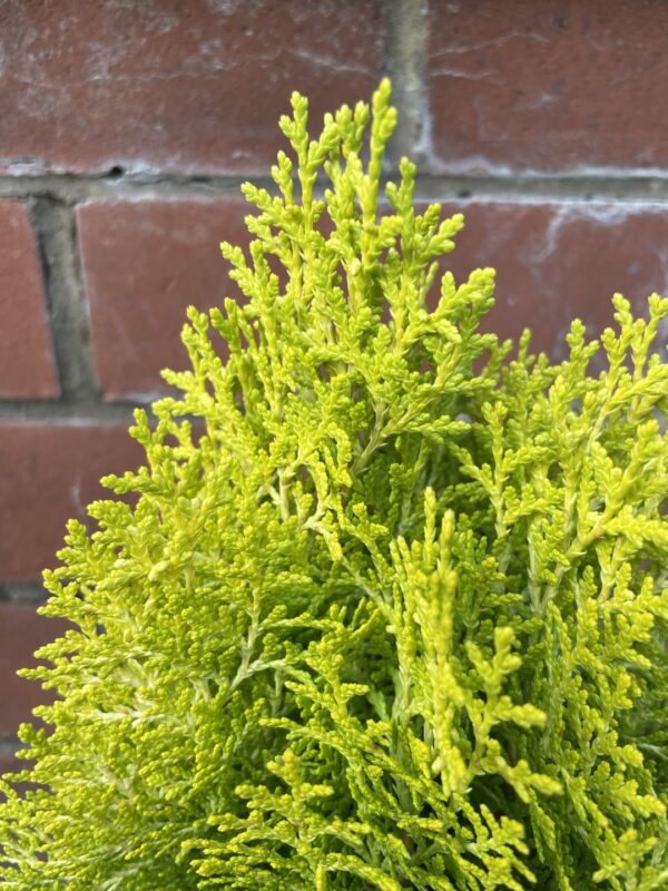 Chinese golden cedar 'Aurea Nana' (2L) - Image 2