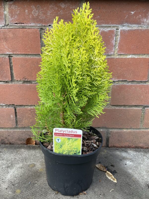 Chinese golden cedar 'Aurea Nana' (2L) - Image 3