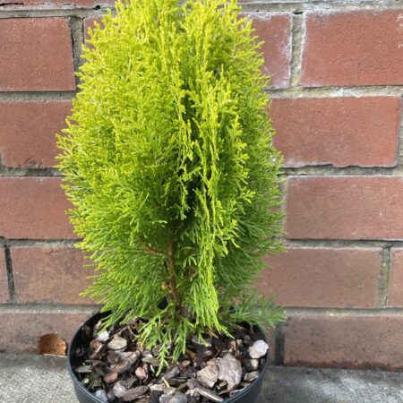 Chinese golden cedar 'Aurea Nana' (2L)