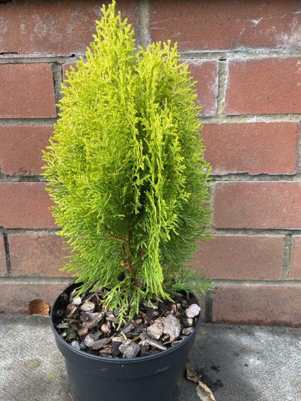 Chinese golden cedar 'Aurea Nana' (2L)