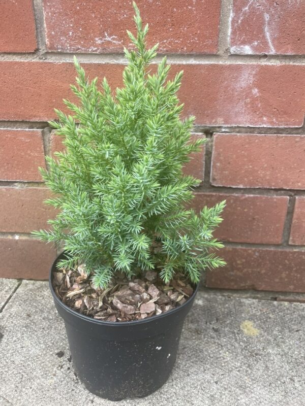 Chinese juniper - Juniperus chinensis 'Pyramidalis'