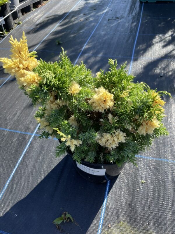 Chinese juniper 'Kaizuka Variegata' (3L) - Image 3