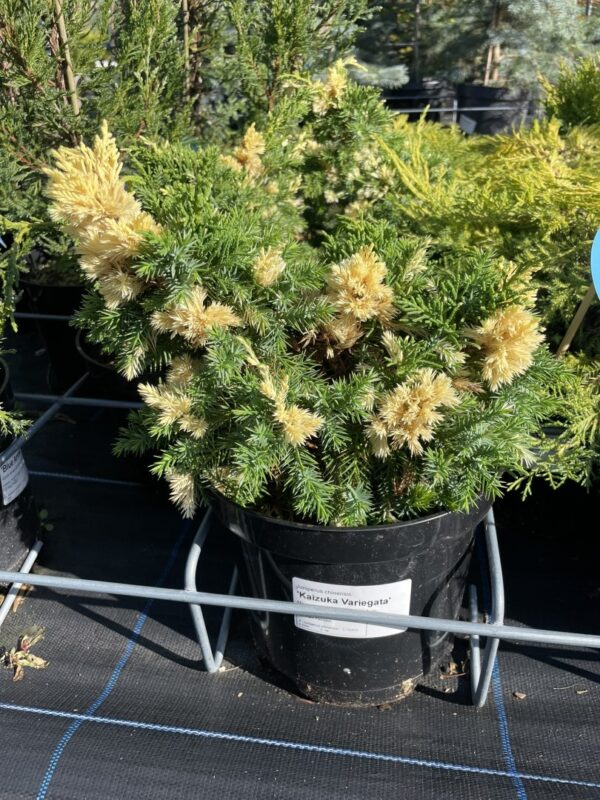 Chinese juniper 'Kaizuka Variegata' (3L) - Image 2