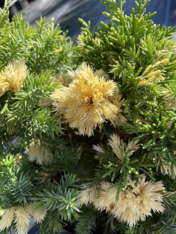 Chinese juniper 'Kaizuka Variegata' (3L) - Image 5